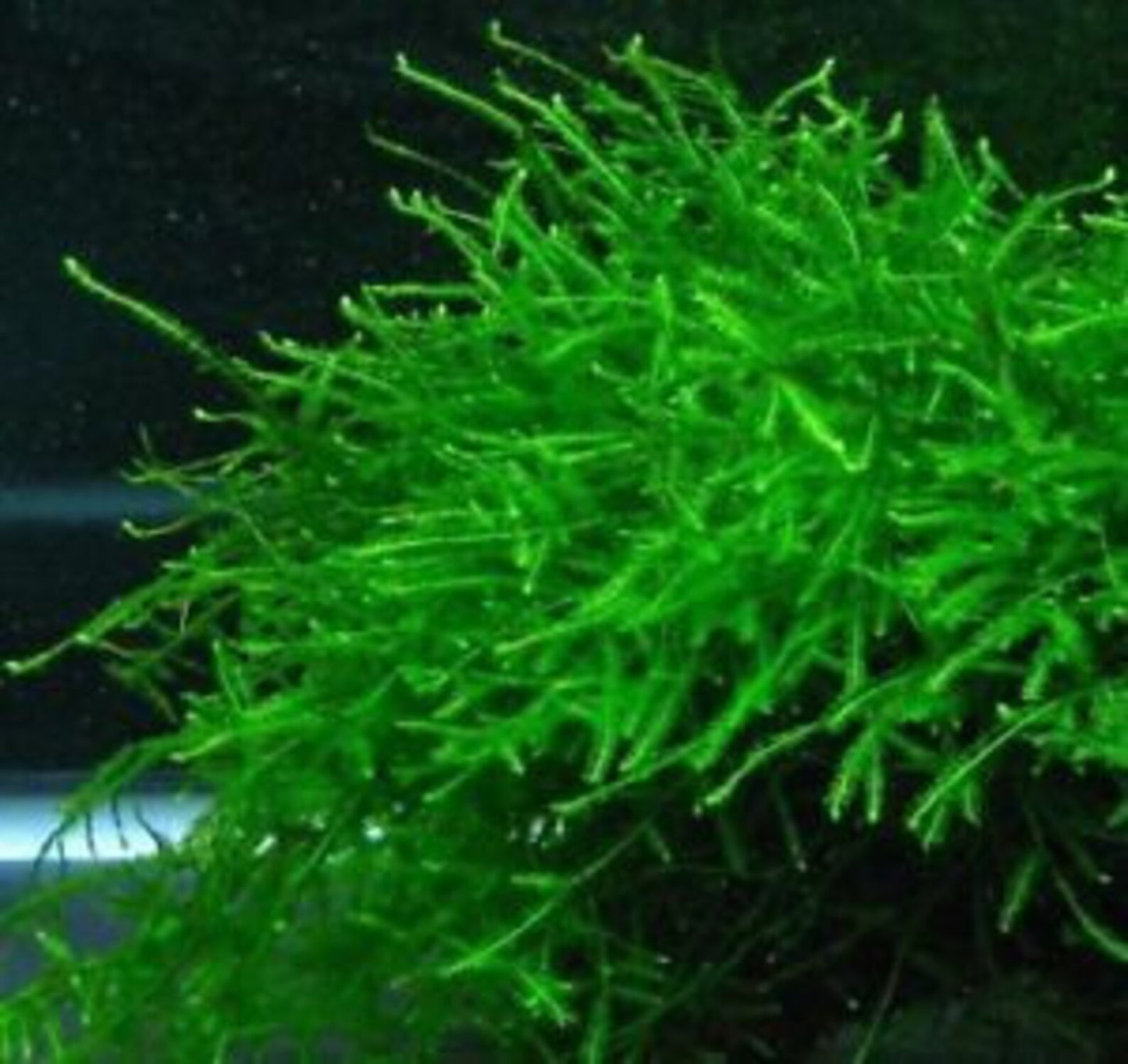 Java Moss
