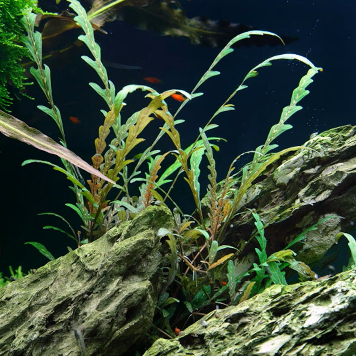 Hygrophila Pinnatifida