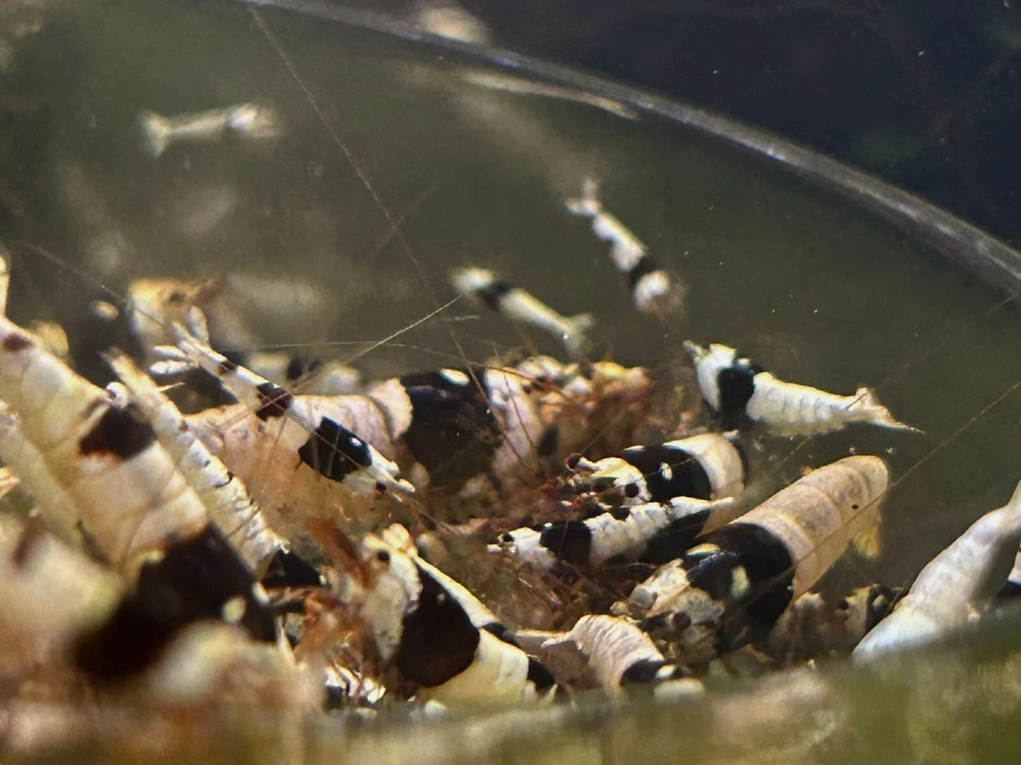 Crystal Black Shrimp