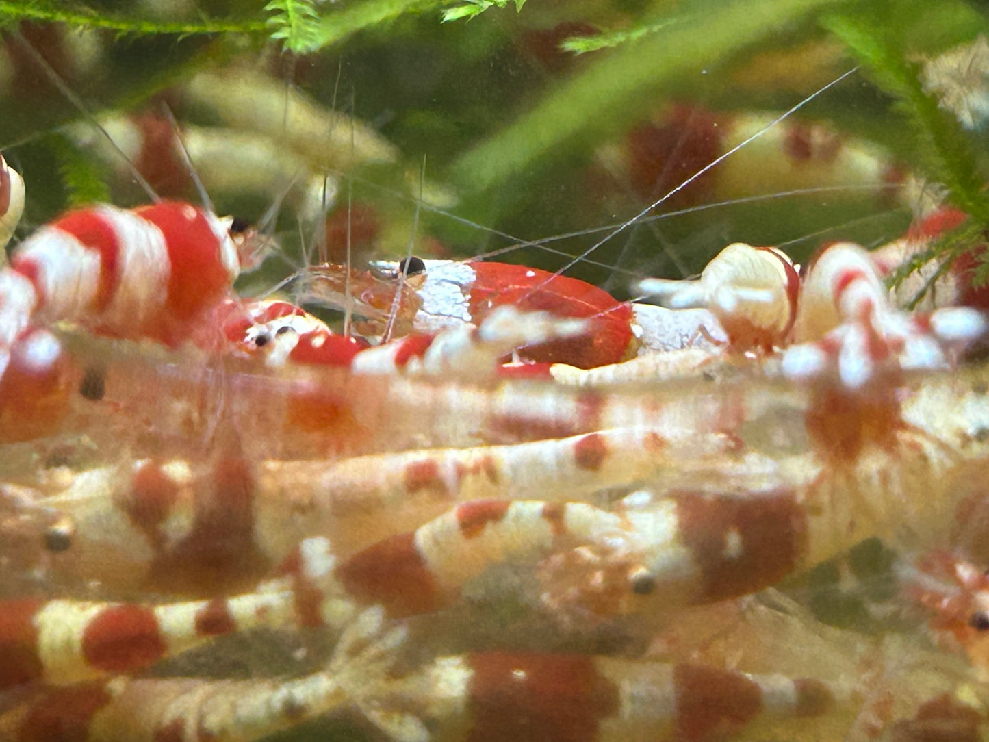 10 Crystal Red Shrimps