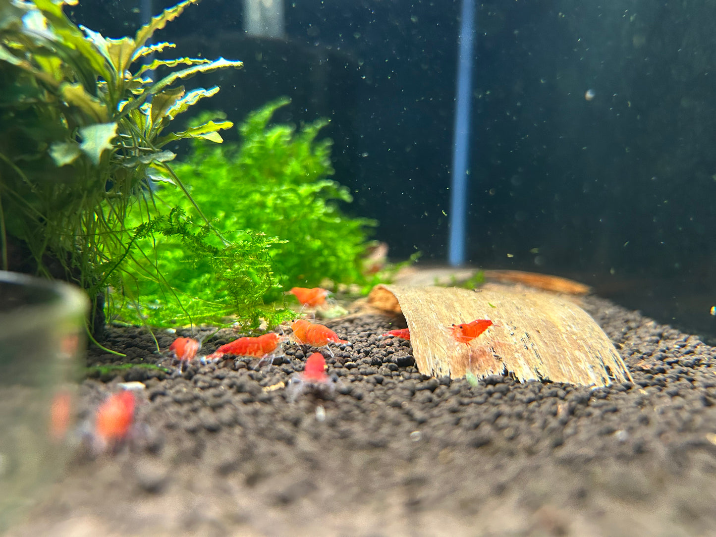 10 Super Red Extreme Shrimps