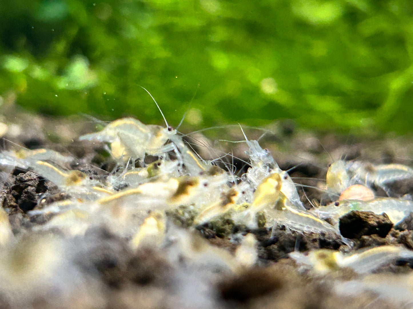 10 Snowball Shrimps