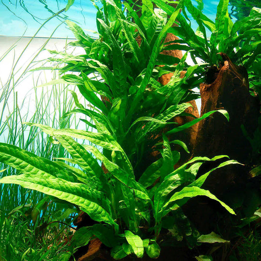 Java fern