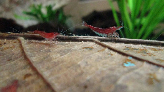Indian Almond Leaves x5, Mineral Balls x10, Red Bee Balls x10, Cholla Wood x3, Alder Cones x15