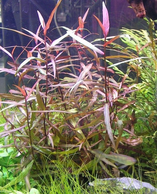 Persicaria sp. 'Sao Paulo'