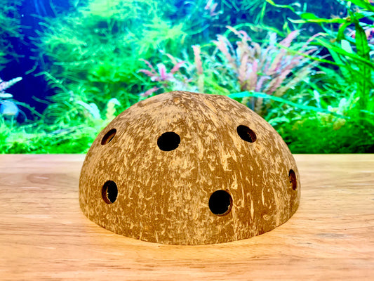 Natural Coconut Shell ~ Shrimp Hide Cave