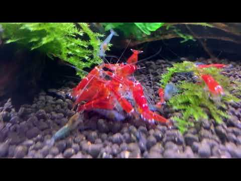 Shrimp Jerky Treats Mixed - Food For Shrimp, Snails, Bristlenose pleco & Otocinclus