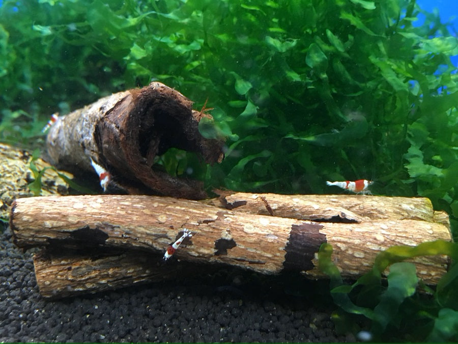 Subwassertang Moss