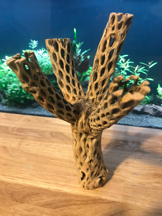 Unique Cholla Wood #2
