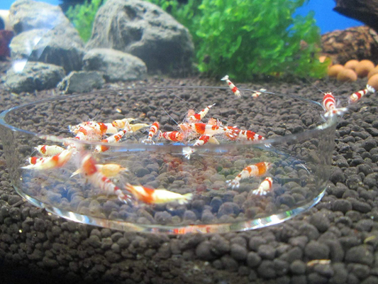 Clear Glass Shrimp Feeder Dish