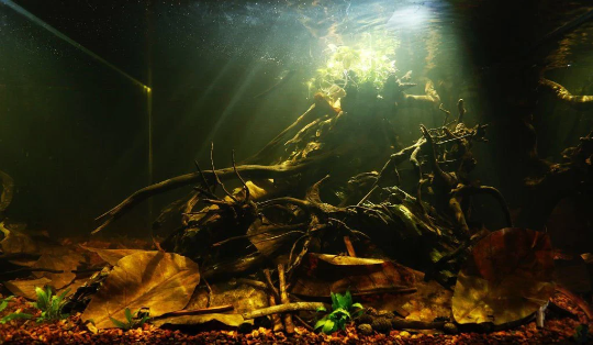 Cholla Wood - Bits & Pieces