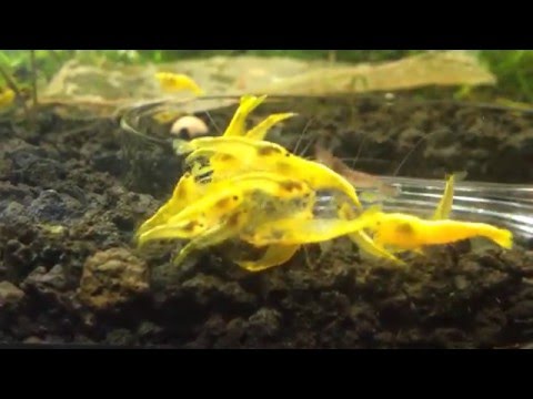 Golden Back Yellow Shrimp