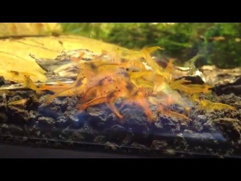 Tangerine Tiger Shrimp