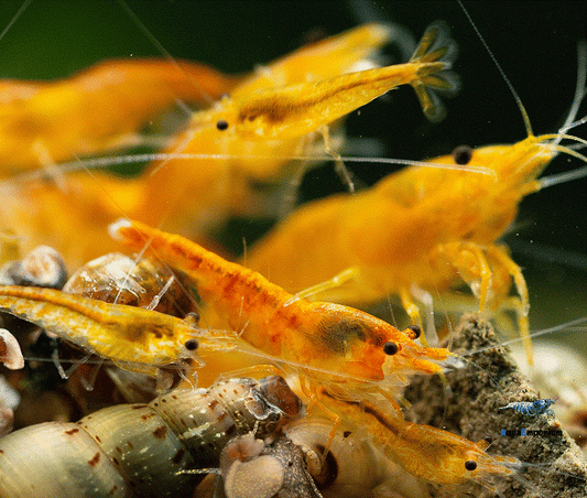 Orange Sakura Shrimp