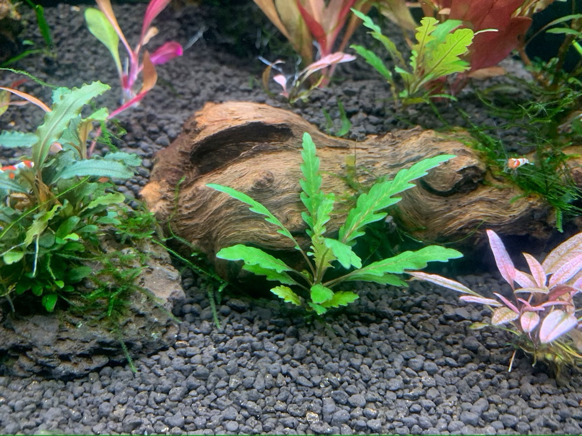 Hygrophila Pinnatifida