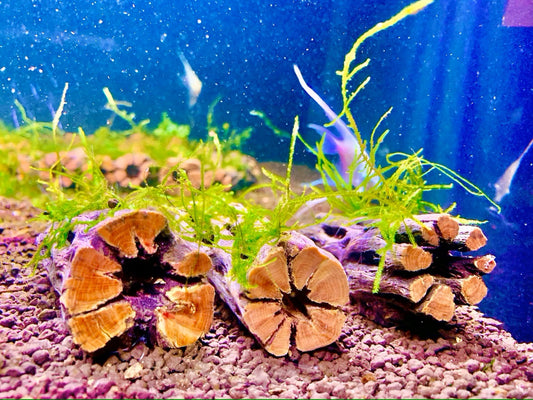 Nano Java Moss on 3'' Cholla Wood