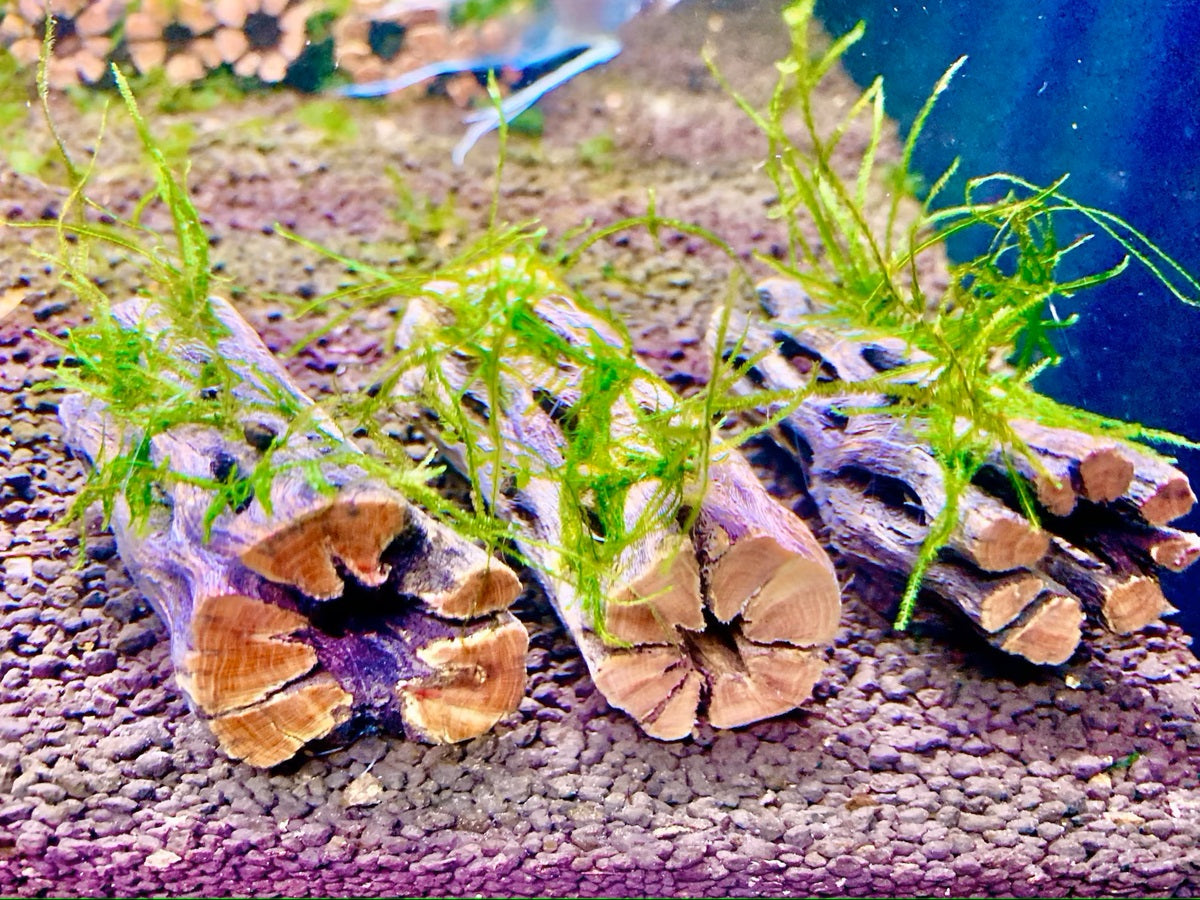 Nano Java Moss on 3'' Cholla Wood