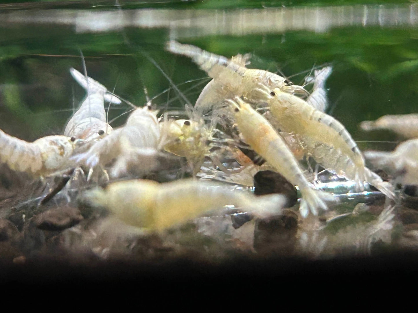 10 Snow White Shrimps