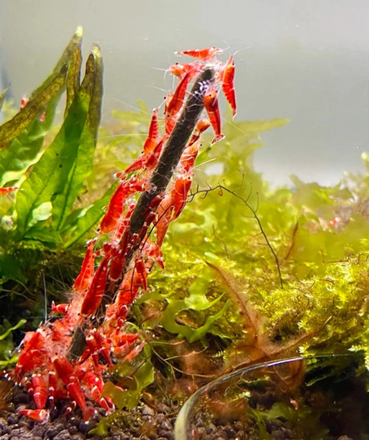 Shrimp Lollies - All in One Nano (17 Sticks)