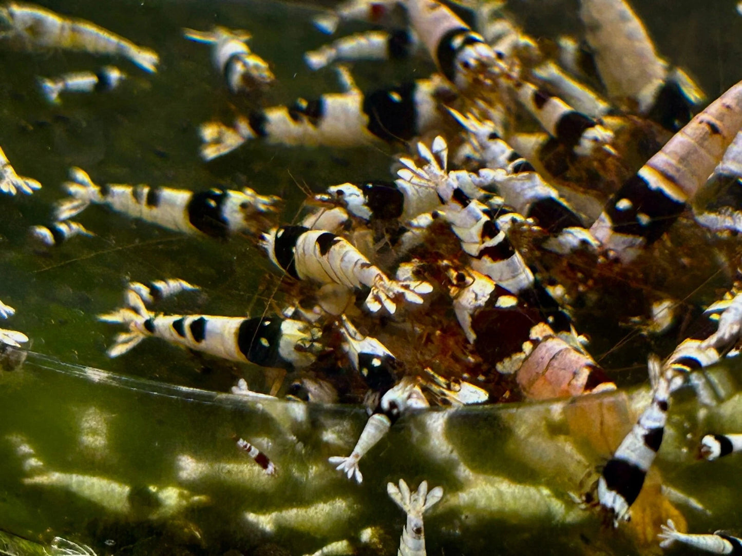 Crystal Black Shrimp