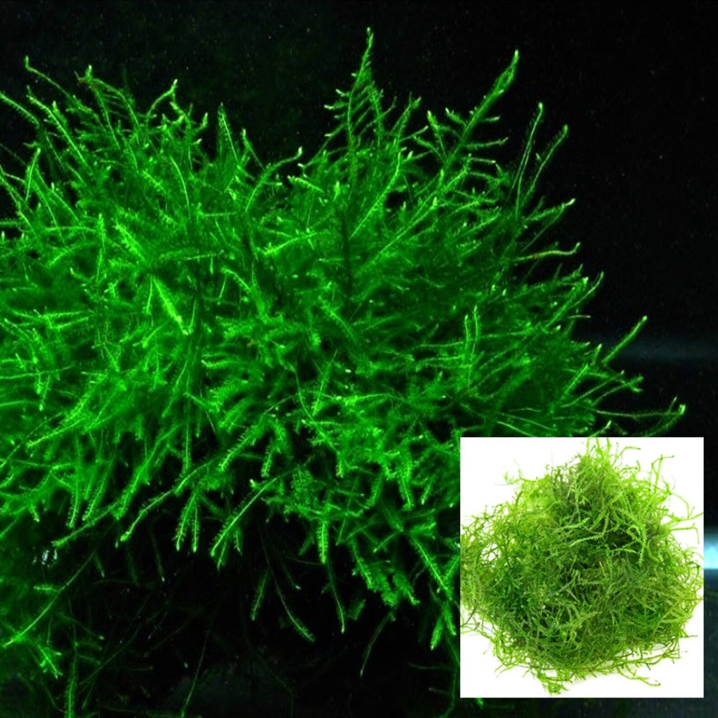Java Moss