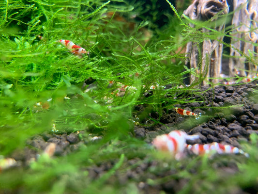 Java Moss
