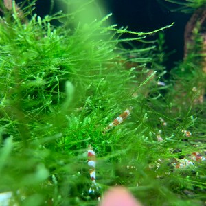 Java Moss
