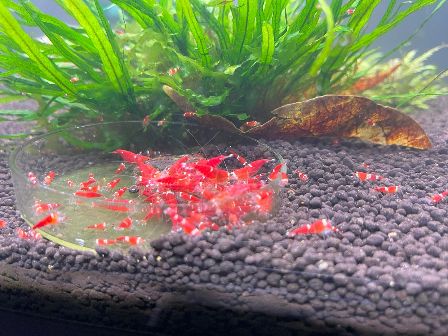 Shrimp Jerky Treats All in One - Food For Shrimp, Snails, Bristlenose pleco & Otocinclus (Copy)