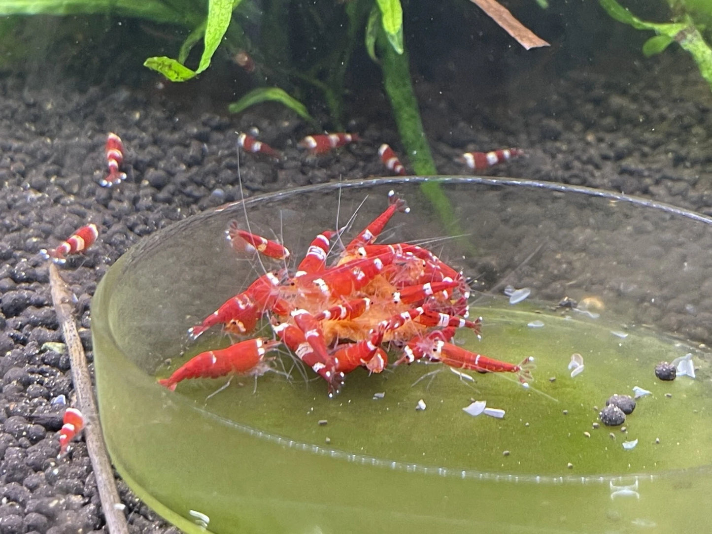 Red Santa Shrimp