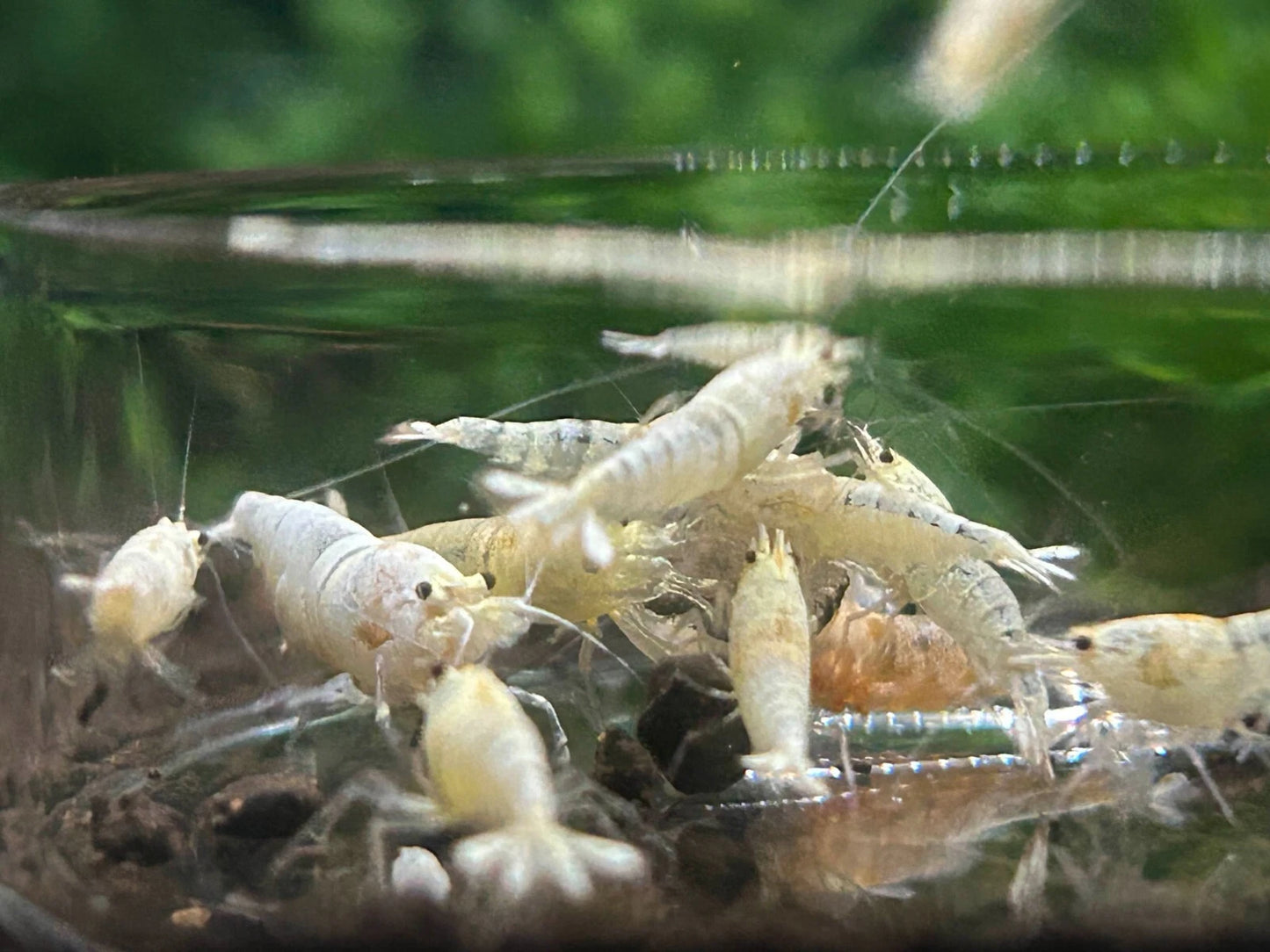10 Snow White Shrimps