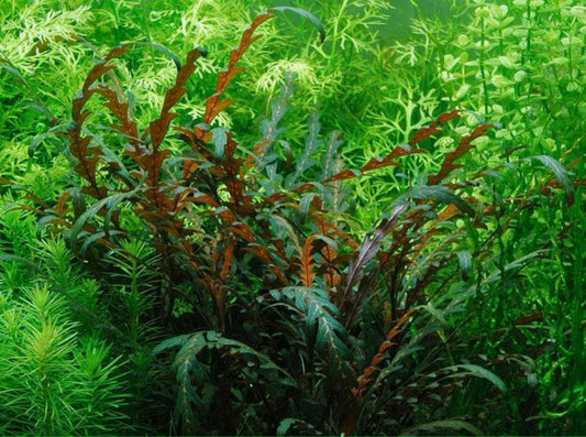 Hygrophila Pinnatifida