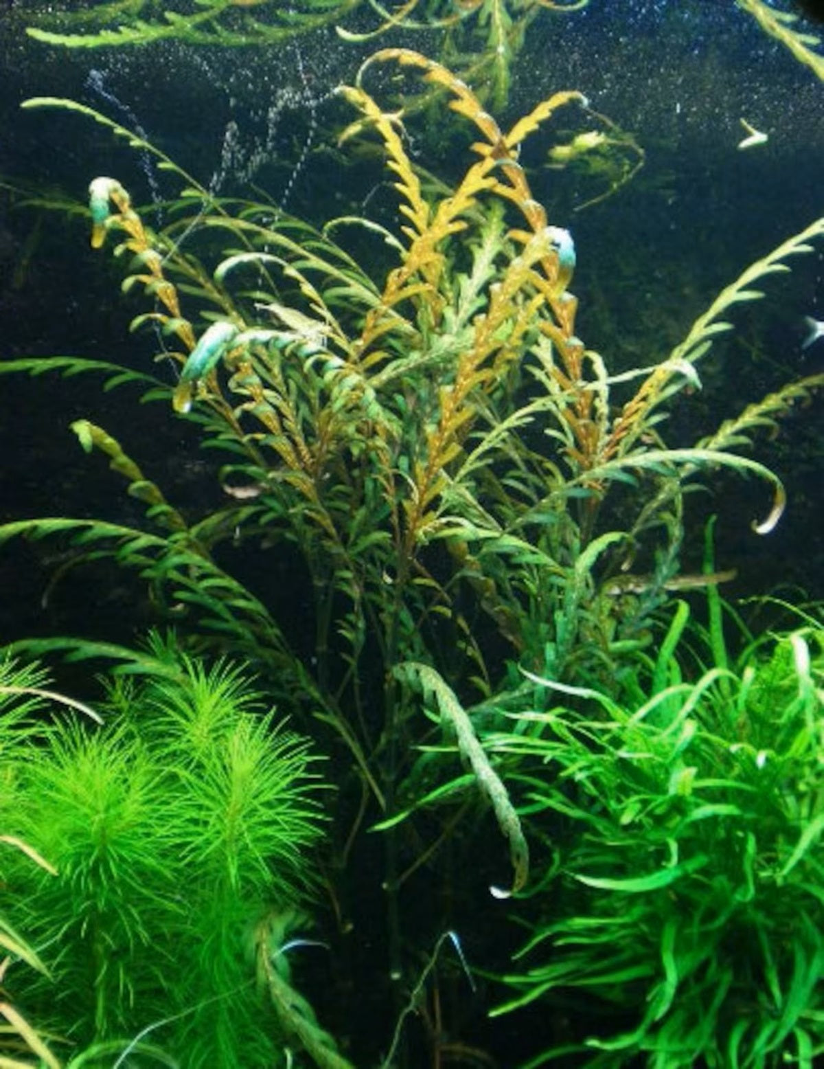 Hygrophila Pinnatifida