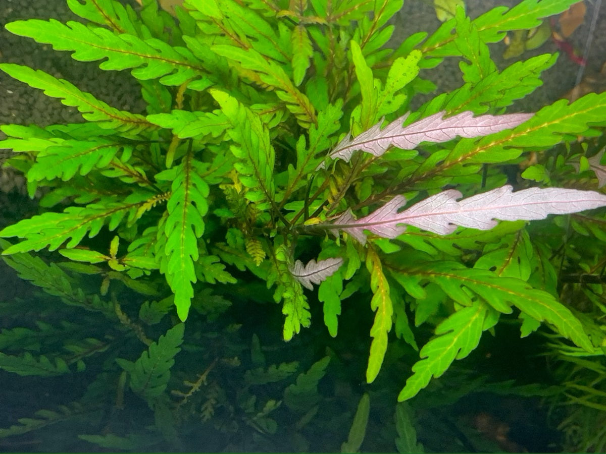 Hygrophila Pinnatifida