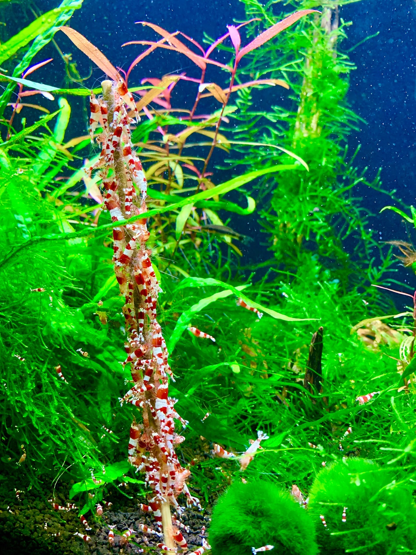 Shrimp Lollies - All in One Lollies