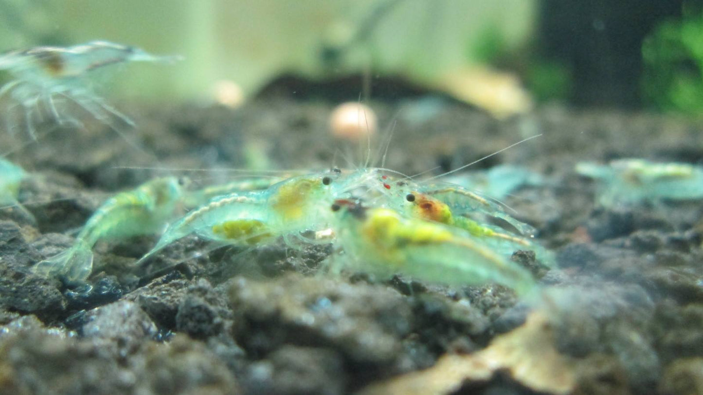 10 Blue Jelly Shrimps