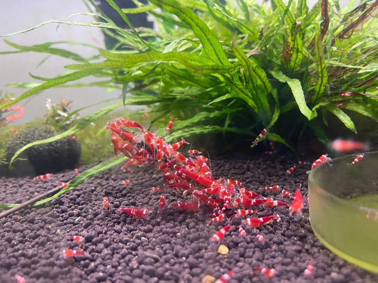 Red Santa Shrimp