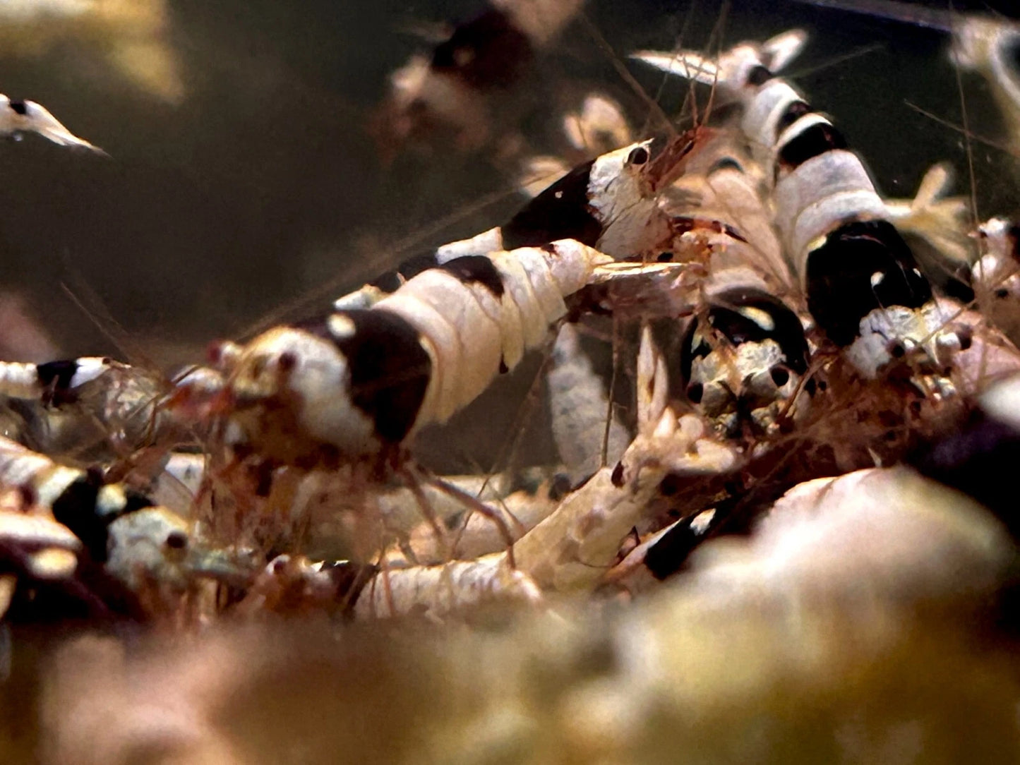 Crystal Black Shrimp