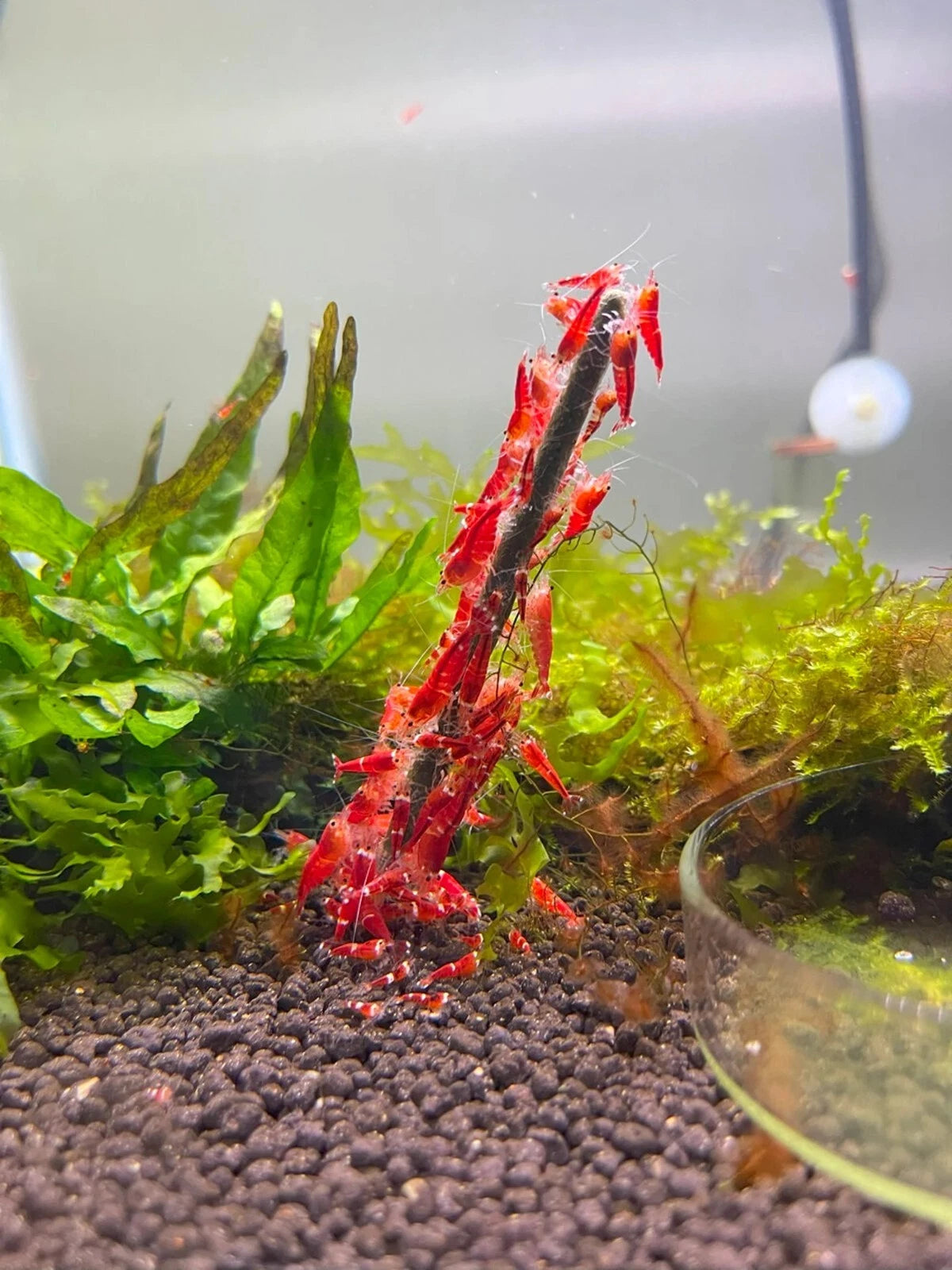Shrimp Lollies - All in One Nano (17 Sticks)