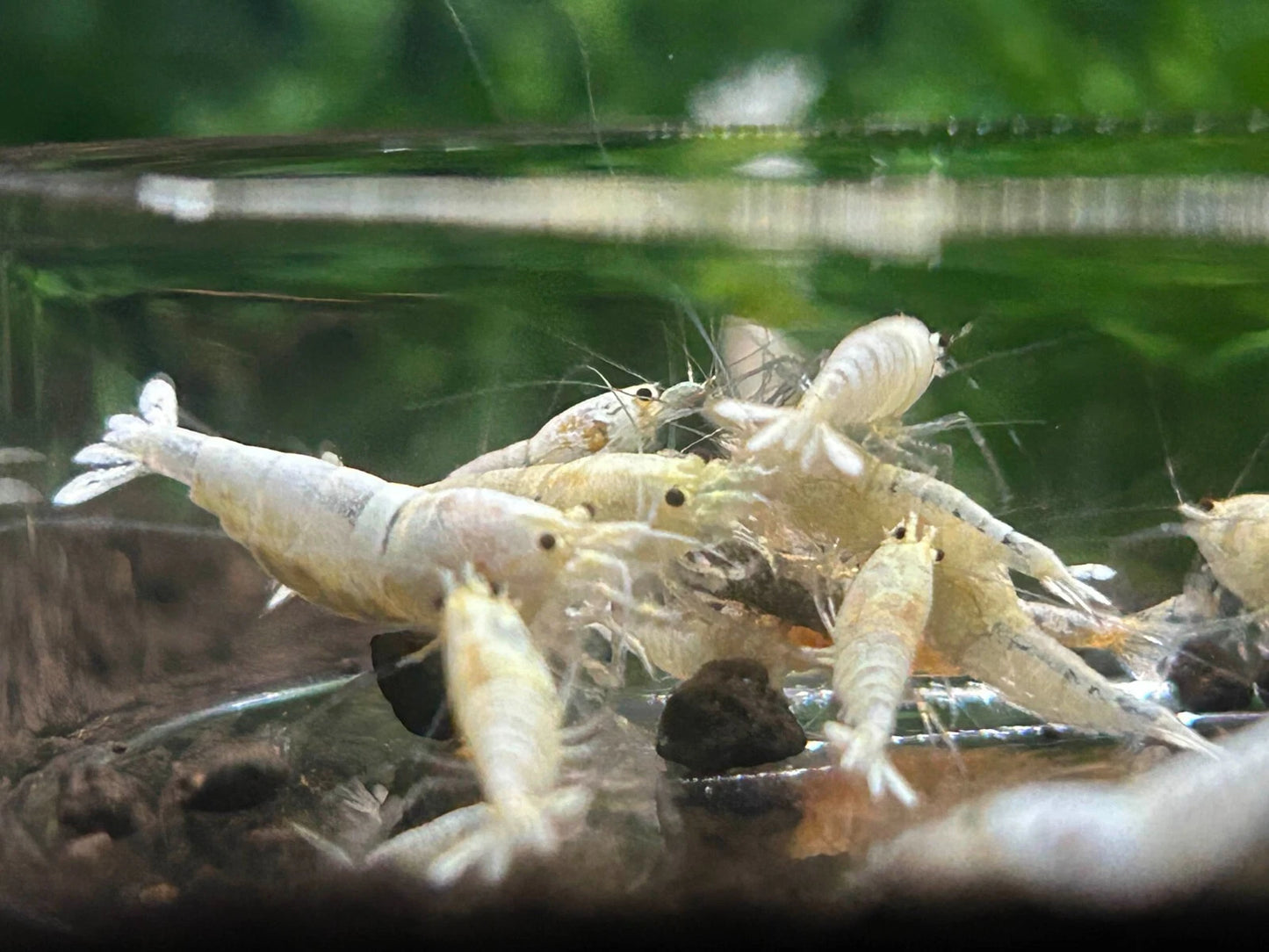 10 Snow White Shrimps