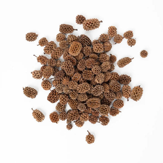 25 Filao Cones