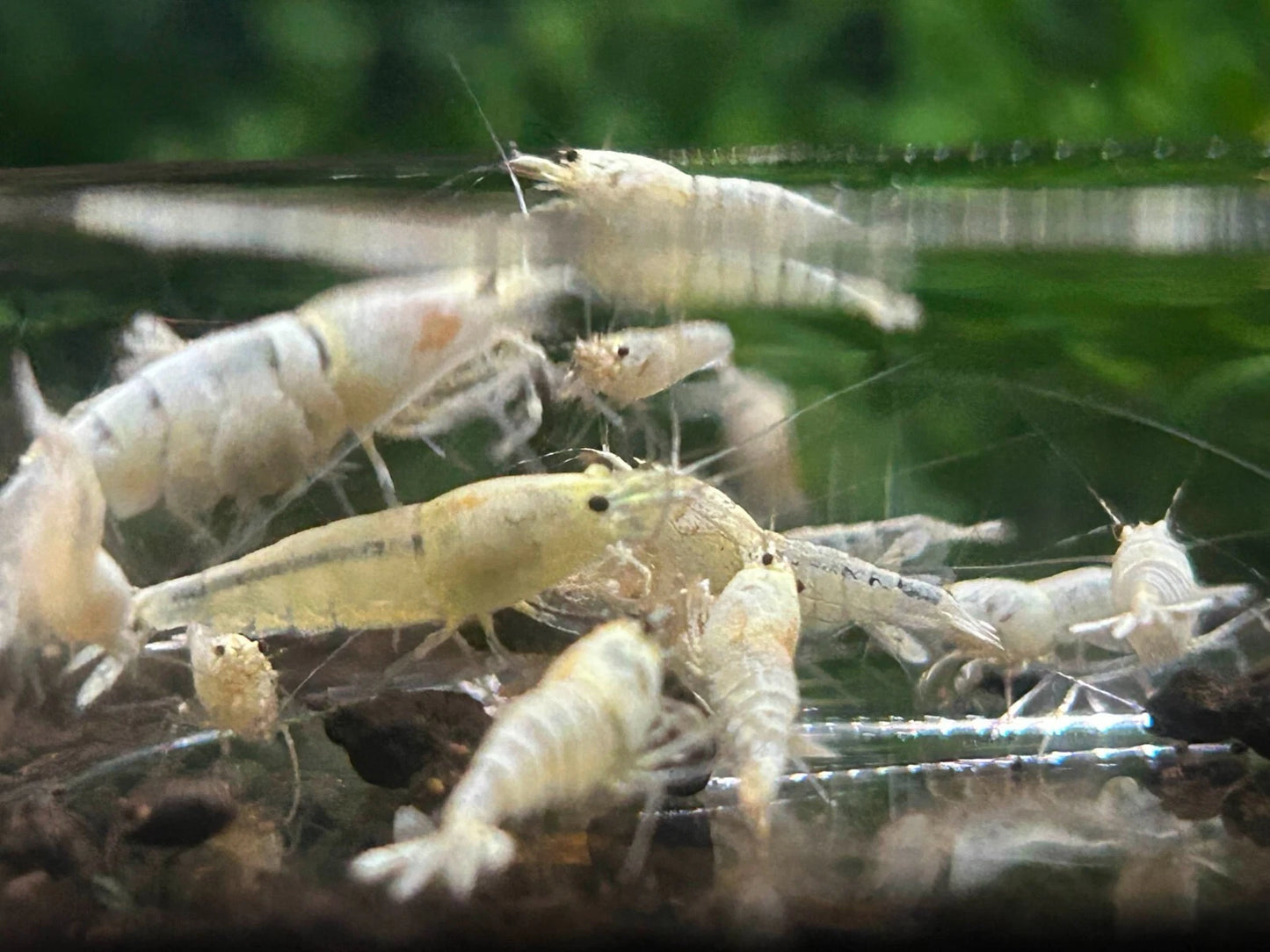 10 Snow White Shrimps