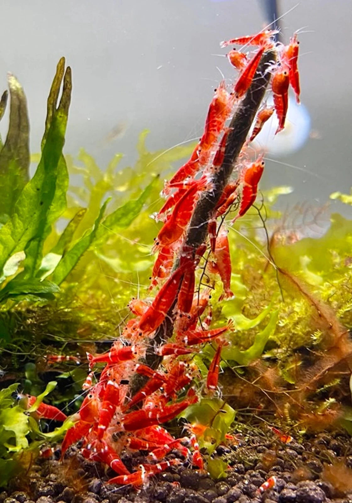Shrimp Lollies - All in One Nano (17 Sticks)
