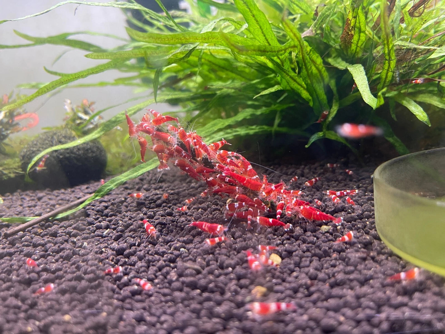 Red Santa Shrimp