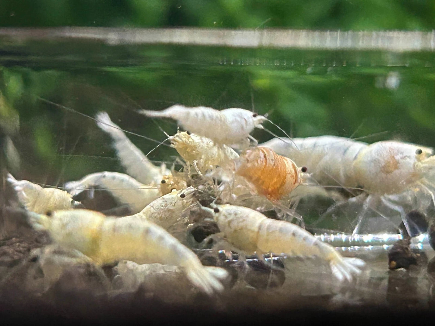 10 Snow White Shrimps