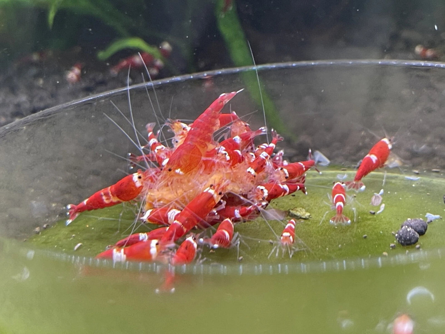 Red Santa Shrimp