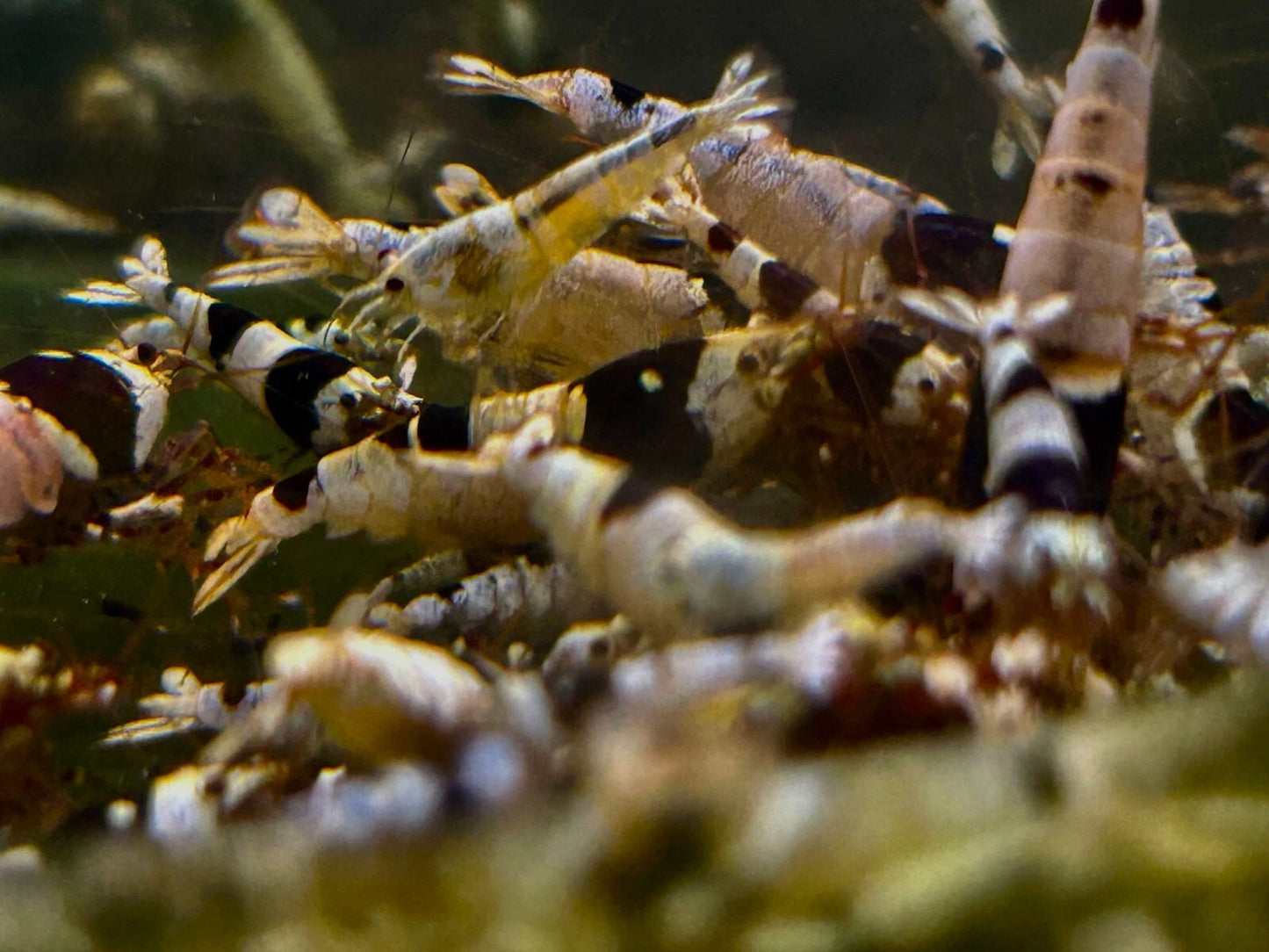 Crystal Black Shrimp