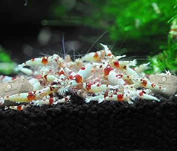 Shirakura Ebi Dama 30g