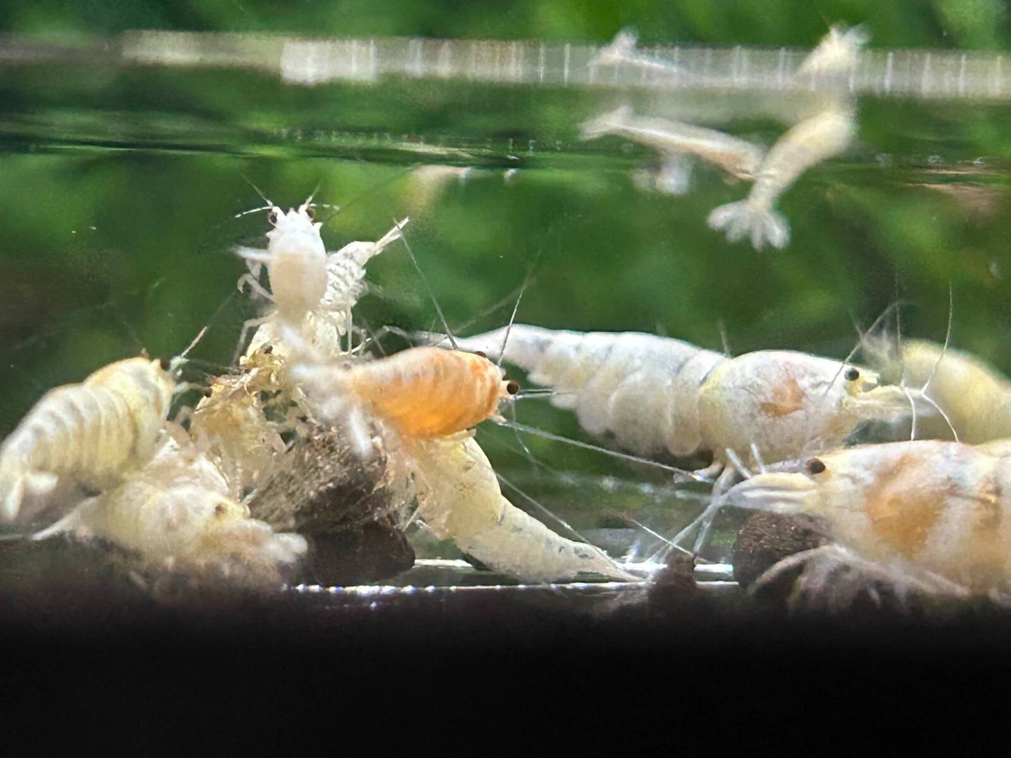 10 Snow White Shrimps