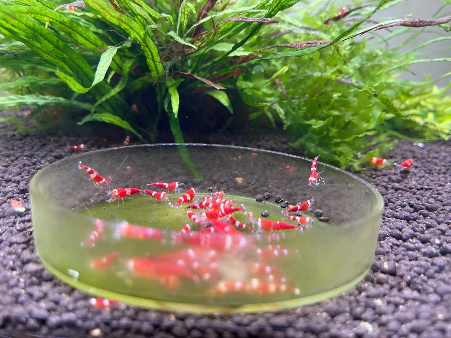 Red Santa Shrimp