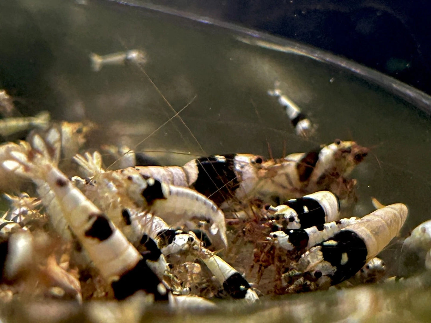 Crystal Black Shrimp